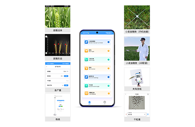河南小麦表型测量仪IN-XM05